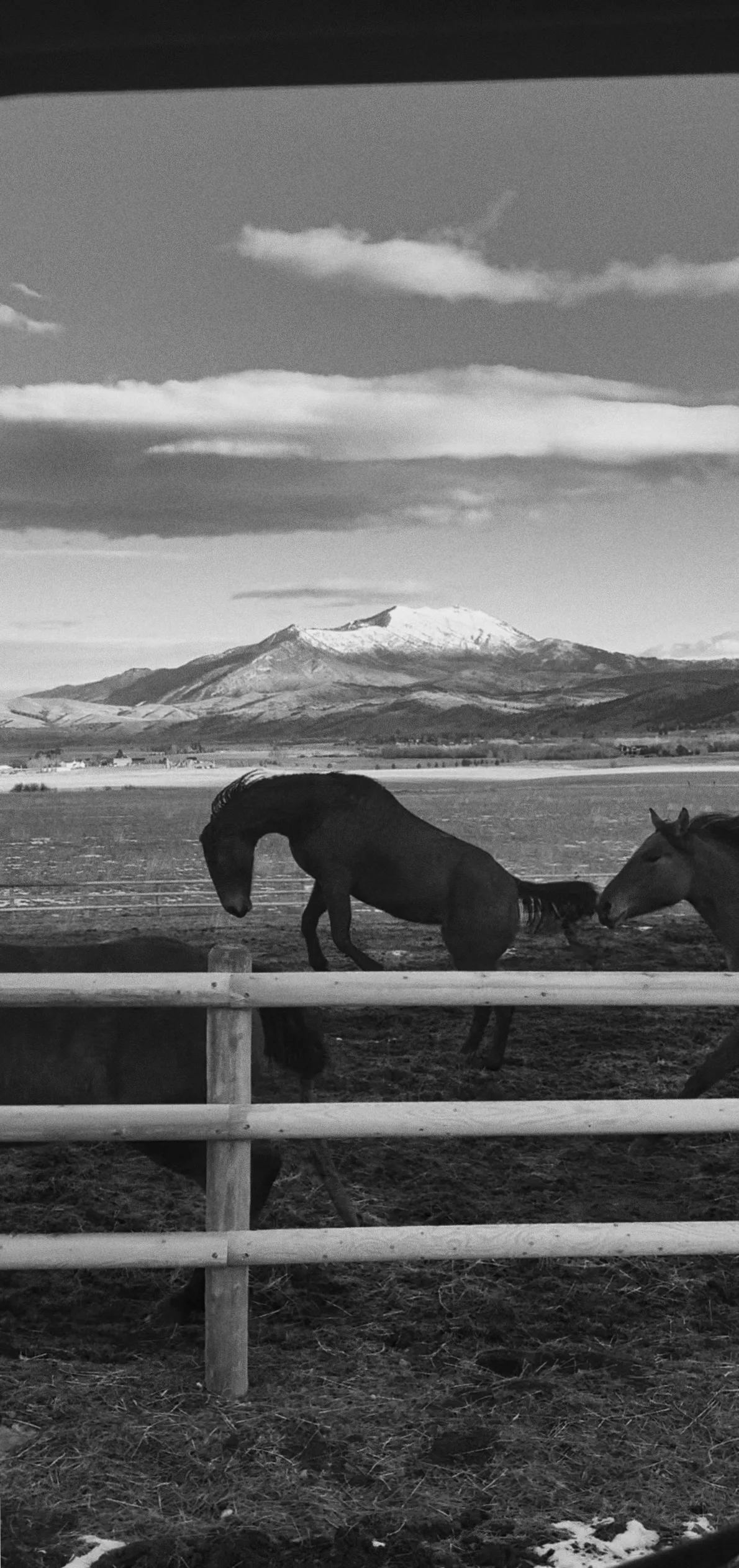 Bucking horse