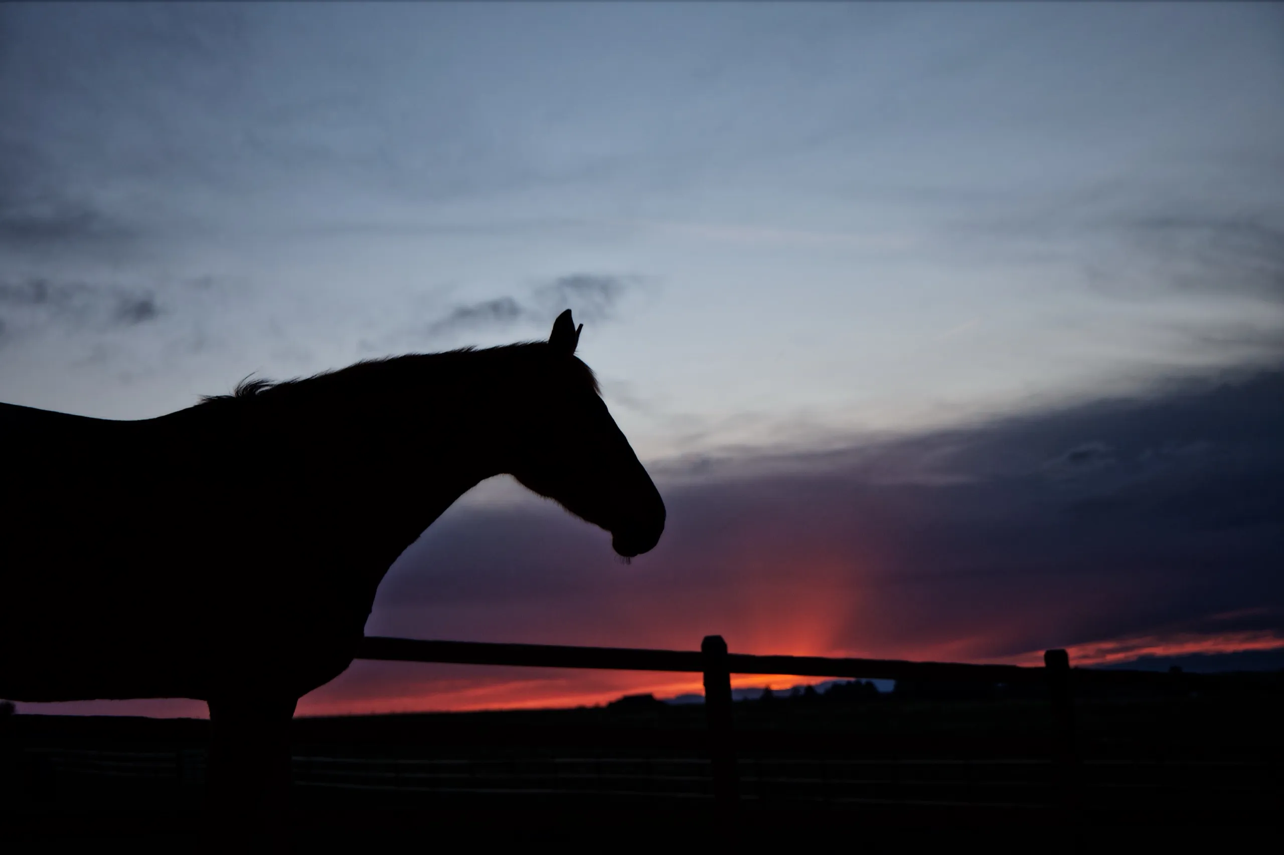 A horse silhouetted against a dusk sky at the fence line