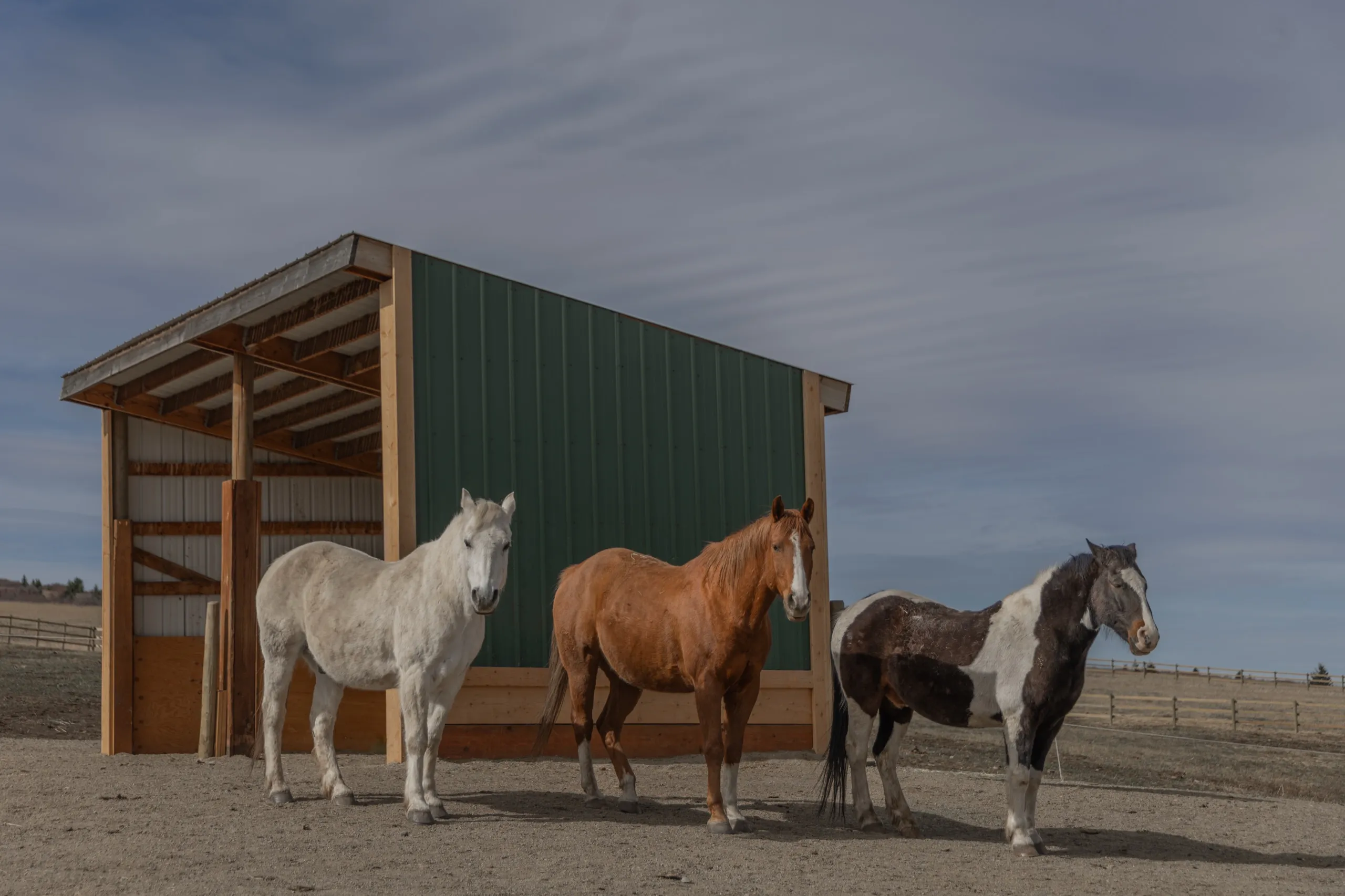 Three horses by the run-in shed under a blue sky