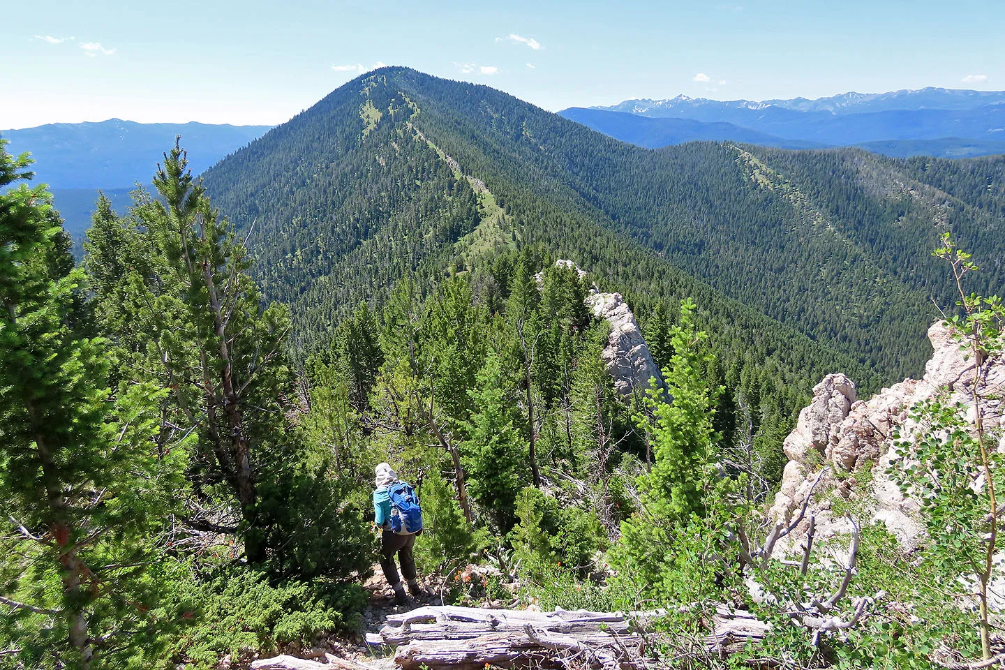 A hiker on the Mt Ellis trail, forested peak ahead